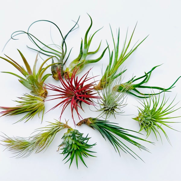 Air Plants Assortment-Up to 6"-10 Pc-Tillandsia Air Plant-Terrarium Air Plant-Air Plant Mix-Ionantha Rubra-Fuchsii-Bulbosa-Harrissi-Scaposa