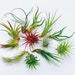 see more listings in the Air Plants & Supplies section