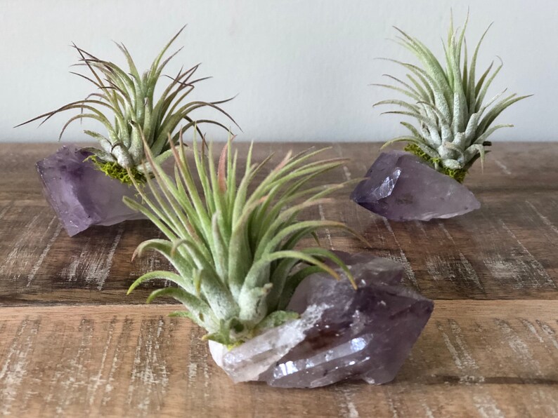 Amethyst Air Plant Crystal Air Plant Tillandsia Terrarium Air Etsy