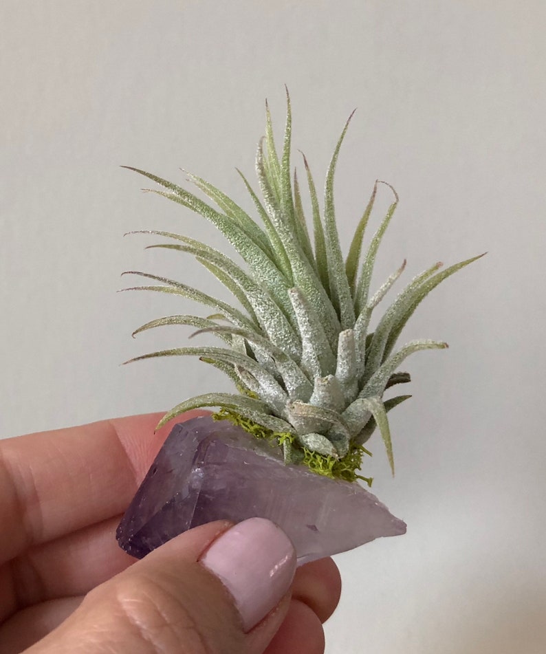 Amethyst Air Plant Crystal Air Plant Tillandsia Terrarium Air Etsy