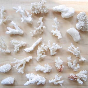 Assorted Coral-5 Pieces-Asst Sizes-Real Coral Pieces-Coral Decor-Beach Wedding Decor-Beach Home Decor-Coral Bulk-Crafting Supplies-Terrarium