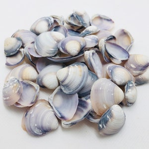 May include: A collection of purple and white seashells. The shells are smooth and have a natural, organic texture.