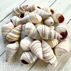 May include: A collection of colourful seashells with a striped pattern. The shells are a mix of white, yellow, orange, pink, and purple.