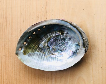 Abalone Shell (4-5"): Smudging Bowl, Incense Burner