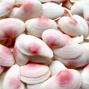 Pink Rose Cup Tellins Tellons seashells-Pink Seashells-Beach Wedding Decor-Seashell Bulk-Seashells For Crafting-Pink Seashells-Seashells