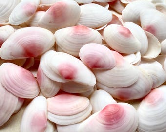 Pink Rose Cup Tellins Tellons seashells-Pink Seashells-Beach Wedding Decor-Seashell Bulk-Seashells For Crafting-Pink Seashells-Seashells