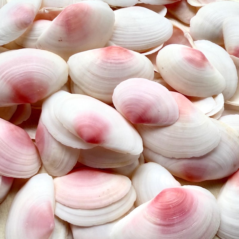 Pink Seashells - Etsy