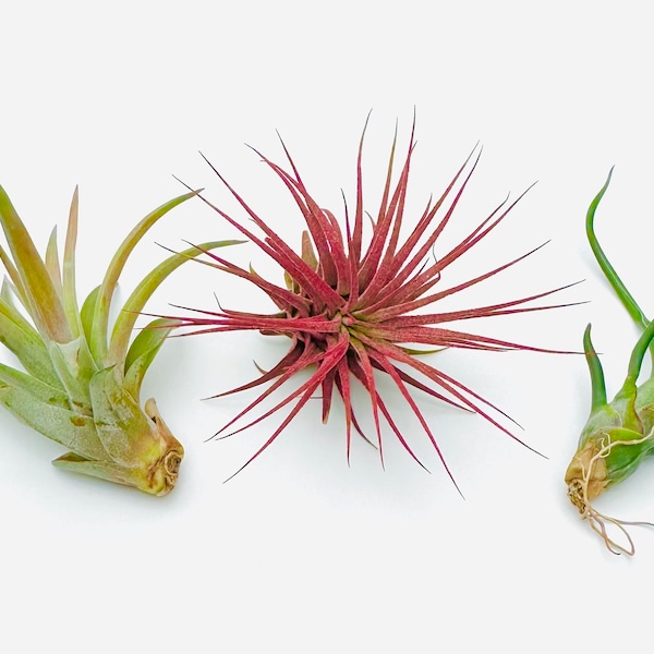 3 Air Plants Assortment-Up to 3"-Tillandsia Air Plant-Terrarium Air Plant-Air Plant Mix-Ionantha Rubra-Fuchsii-Bulbosa-Harrissi-Scaposa