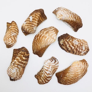 May include: Eight brown and white seashells with a striped pattern. The shells are arranged in a semi-circle on a white background.