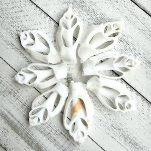 White Strombus Cut Shells: Beach Wedding Decor (1.5-2")