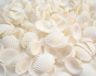 Ark Shells-Baby Ark Shells-Mini Shells for Crafting-Small Shells Bulk-Beach Wedding Decor-Beach Home Decor-White Shells Bulk-Crafting Shells