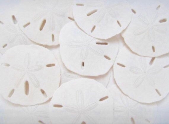 Which Sand Dollars Are Safe to Take Home