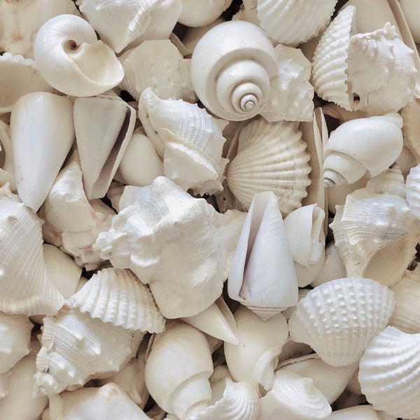 White Shells Mix Wedding Sea Shells Beach Wedding Decor Beach Home Decor Wedding Shells White Shells Seashells Shell Craft Wedding Shells