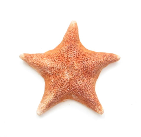 Bat Starfish-4-5craft Supplies-bulk Shells-small Starfish-small