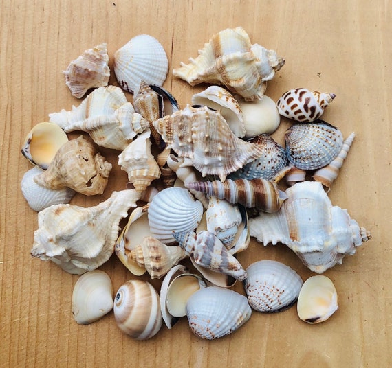 White Sea Shell Mix Beach 18 Pieces Wedding Decor Sea Shells Bulk