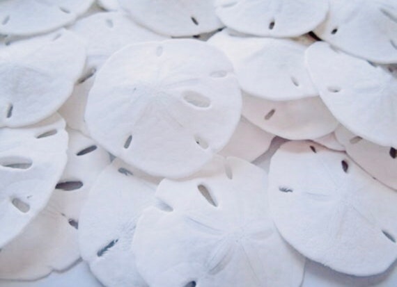 Small Sand Dollars 1-1.5 - Sand Dollar - Craft Supply - Beach Wedding  Favors - Wedding Decor - Bulk - Seashell - Gift - FREE SHIPPING!