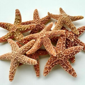 Stargish-Tiny Sugar Starfish 2-3&quot;-Craft Supplies-Bulk Shells-Sugar Starfish Bulk-Medium Starfish Supplies-Beach Wedding Favors-Starfish
