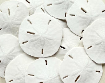 Large Florida Sand Dollars, 3-3.5", Set of 24, Beach Wedding Decor