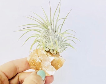 Air Plant Calcite Citrine-Air Plant Terrarium-Friendship Gift-Housewarming Gift-Air Plant-Terrarium Supplies-Desk Accessories-Boho Decor