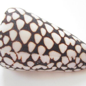 May include: A white seashell with a brown and black spotted pattern. The shell is cone-shaped and has a smooth, glossy surface.