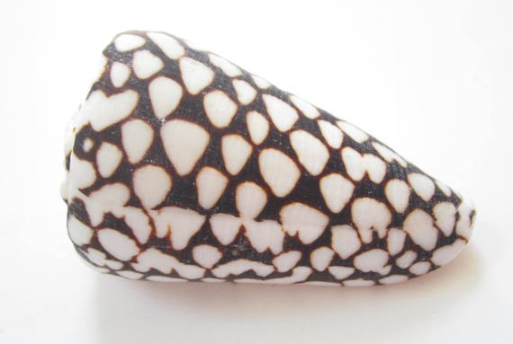 Tulip Shell-fasciolaria Tulipa-sea Shells Bulk-beach Home Decor-sea Shells  for Crafting-beach Wedding Decor-crafting Supplies-shell 