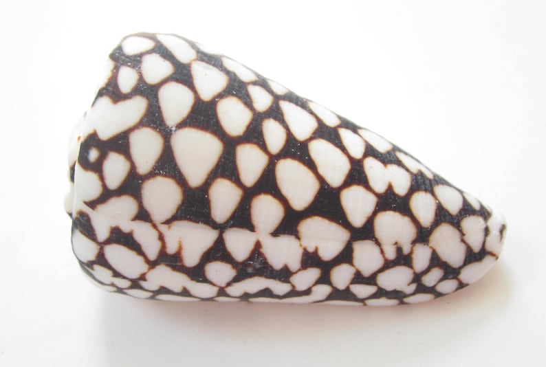 May include: A white seashell with a brown and black spotted pattern. The shell is cone-shaped and has a smooth, glossy surface.