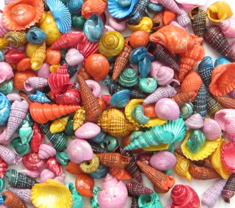 Colorful Shell Only One Dyed Seashell Mix: Colorful Craft Shells for Terrariums (1/2-1