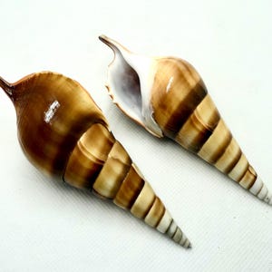 May include: Two brown and white seashells with a pointed tip. The shells have a spiral pattern and are about 5 inches long.