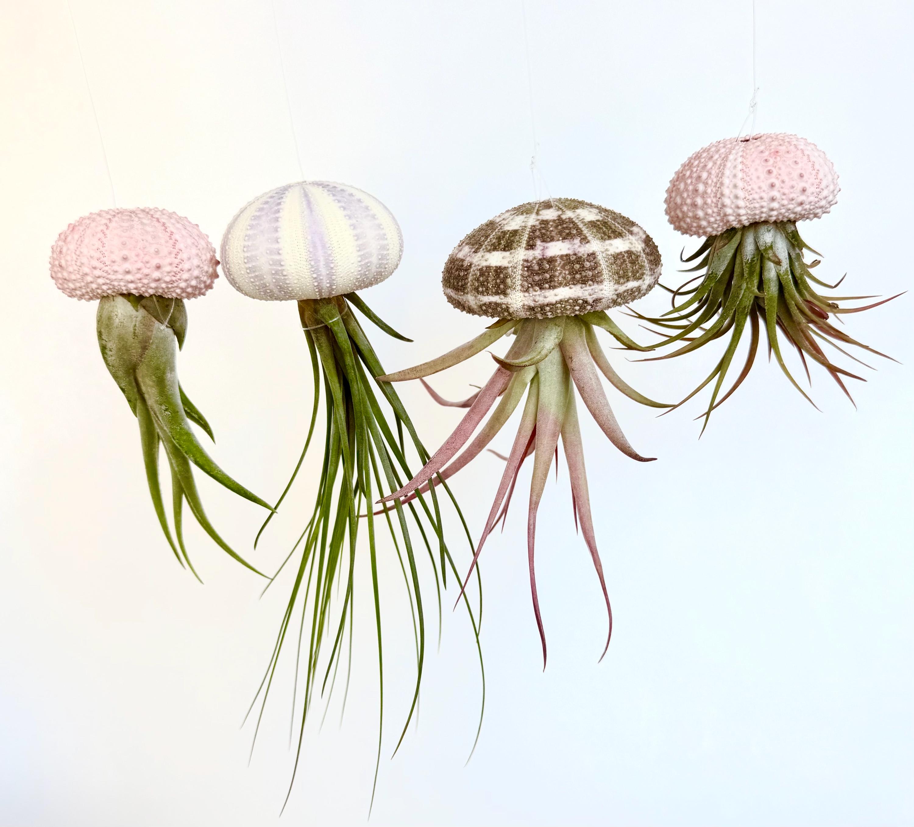Jellyfish Air Plant-Live Plant-Tillandsia Decor-Hanging Jellyfish Air Plant-Air Plant Sea Urchin Set-Home Decor-Alfonso Urchin Jellyfish