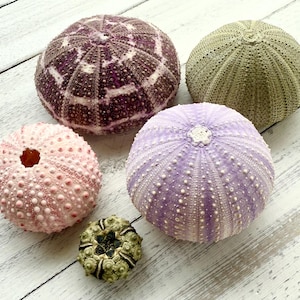 May include: Five sea urchins of different colors and patterns. The sea urchins are arranged on a white wooden surface. The sea urchins are a purple and white, a pink, a green, a lavender and a green and brown.