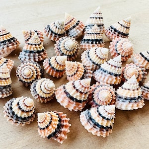 Tectarius Coronatus-Coronate Periwinkle-Cream Top Seashell 0.5-1&quot;-Craft Seashells-Small Seashells Bulk-Seashells-Tiny Seashells-Crafting