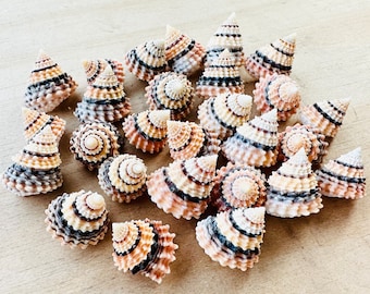 May include: A collection of 20+ small, spiral-shaped seashells with brown, white, and pink stripes. The shells are arranged in a random pattern on a light brown wooden surface.