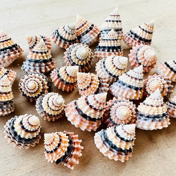 Tectarius Coronatus-Coronate Periwinkle-Cream Top Seashell 0.5-1"-Craft Seashells-Small Seashells Bulk-Seashells-Tiny Seashells-Crafting