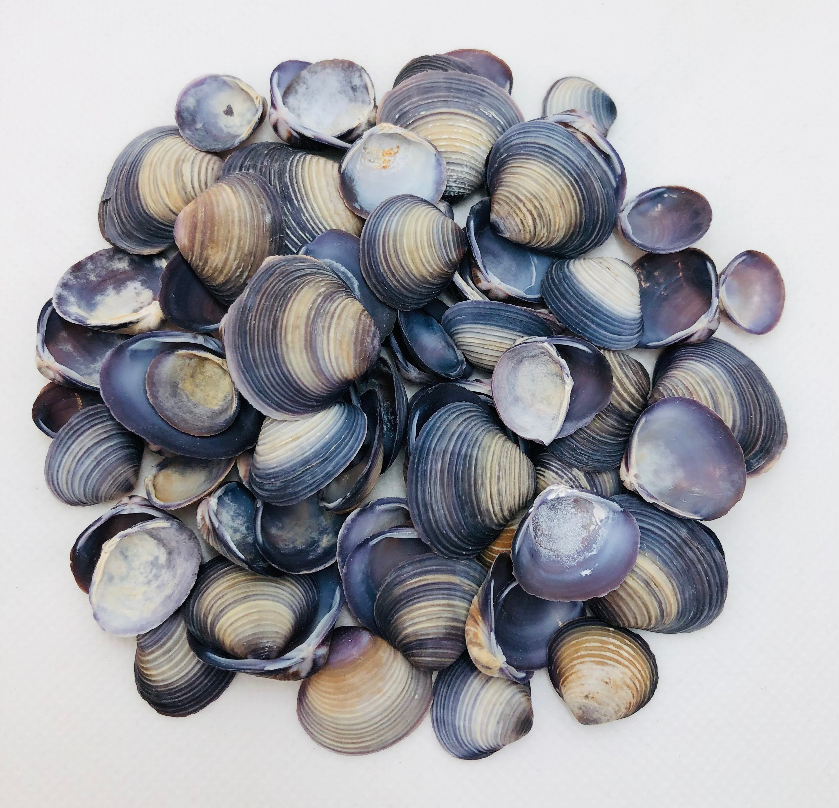 Purple Baby Clams-0.5