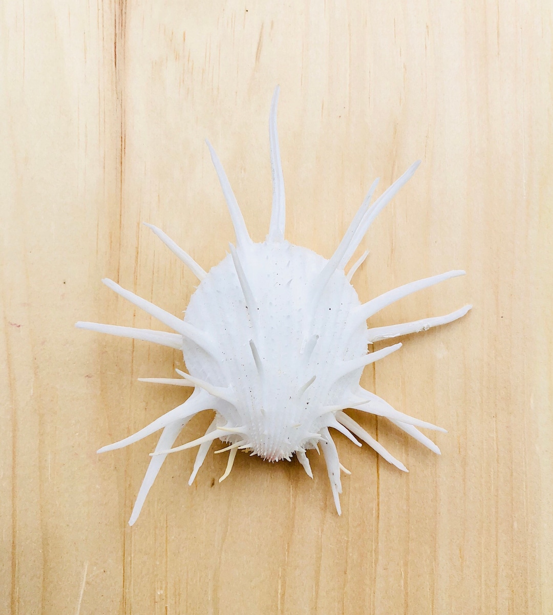 Spondylus Imperialis-white Seashell-oyster Shell-spiky Oyster Shell ...