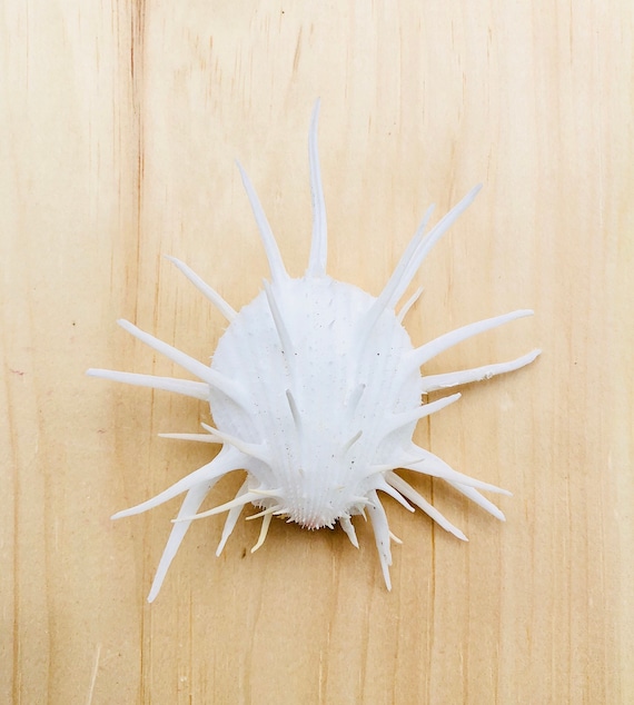 Spondylus Imperialis-white Seashell-oyster Shell-spiky Oyster