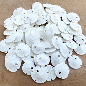 Sand Dollars 3/8-1/2&quot; Sand Dollar-Sand Dollar Craft Supply Beach Wedding Favors Wedding Decor Sand Dollar Bulk Sea Life Tiny Sand Dollars