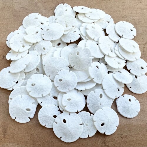 Tiny Sand Dollars (3/8-1/2"): Beach Wedding Decor, Seashell Crafts