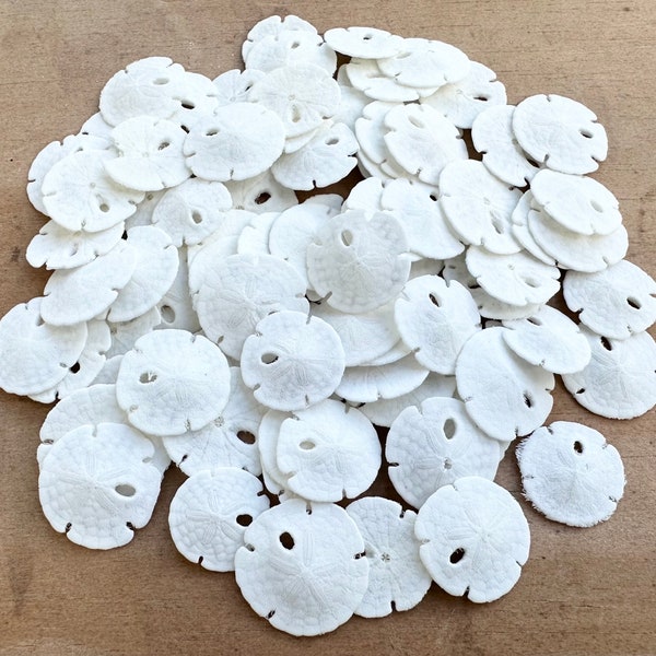 Sand Dollars 3/8-1/2" Sand Dollar-Sand Dollar Craft Supply Beach Wedding Favors Wedding Decor Sand Dollar Bulk Sea Life Tiny Sand Dollars