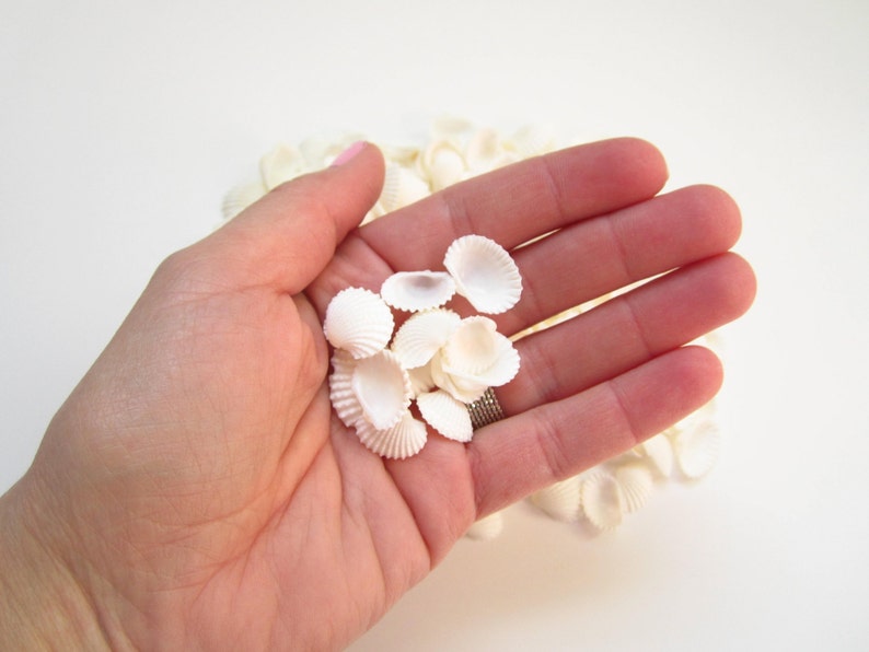 Ark Shells-Baby Ark Shells-Mini Shells for Crafting-Small Shells Bulk-Beach Wedding Decor-Beach Home Decor-White Shells Bulk-Crafting Shells