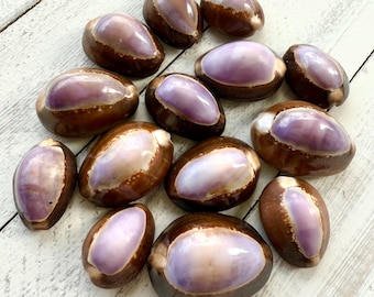 Purple Cowrie Shells: Bulk Sea Shells, Beach Home Decor