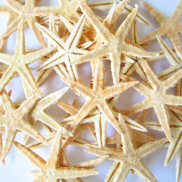 Tiny Tan Starfish - Set of 25 Pieces -Bulk Starfish - Starfish - Starfish Decor - Starfish Wedding Favor - Beach Wedding Decor - Shells Bulk