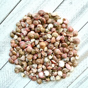 Pink Umbonium Seashells: Small Crafting Shells, Vase Fillers image 6