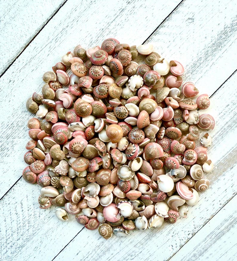 Pink Umbonium Seashells: Small Crafting Shells, Vase Fillers image 6