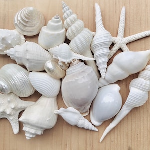 White Sea Shell Mix Beach 18 Pieces Wedding Decor Sea Shells Bulk Bag Of Shells Beach Craft Supplies Assorted Seashell Mix-White Seashells A image 2