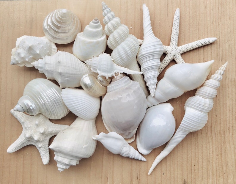 White Sea Shell Mix Beach 18 Pieces Wedding Decor Sea Shells Bulk Bag Of Shells Beach Craft Supplies Assorted Seashell Mix-White Seashells A image 2