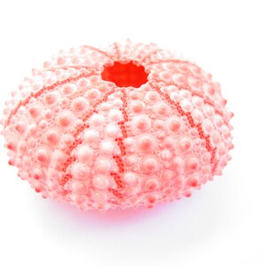 May include: A pink sea urchin shell with a central opening. The shell is covered in small, round bumps.