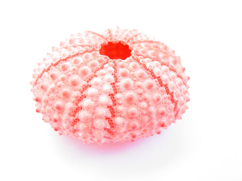 May include: A pink sea urchin shell with a central opening. The shell is covered in small, round bumps.