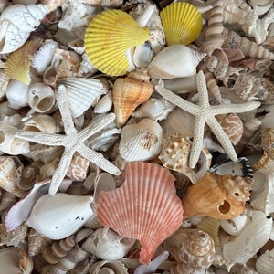 Sea Shell Mix-3 Pounds-Discounted Sea Shells Bulk-Beach Wedding Decor-Beach Craft Supplies-Assorted Seashell Mix-Damaged Shells-Sea Shells