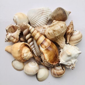 Asst Sea Shell Mix-1/2 Pound-Beach Wedding Decor-Sea Shells Bulk-Bag Of Shells-Beach Craft Supplies-Assorted Seashells-Natural Shells